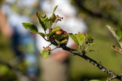 53076364602_2033f6daca_c