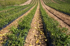 53077135364_77def9e5ef_c