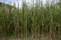 53090296742_f4e5d63844_c